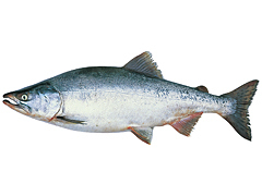 カラフトマス[樺太鱒]