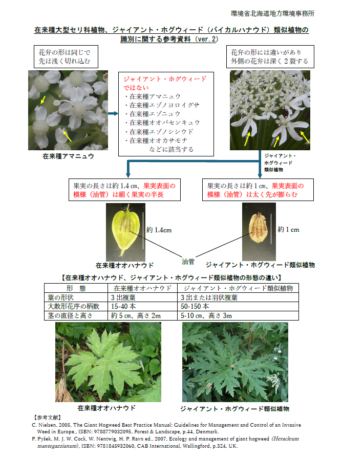 画像 (環境省北海道地方環境事務所)在来種大型セリ科植物、ジャイアント・ホグウィード(バイカルハナウド)類似植物の識別に関する参考資料 (PNG 442KB)