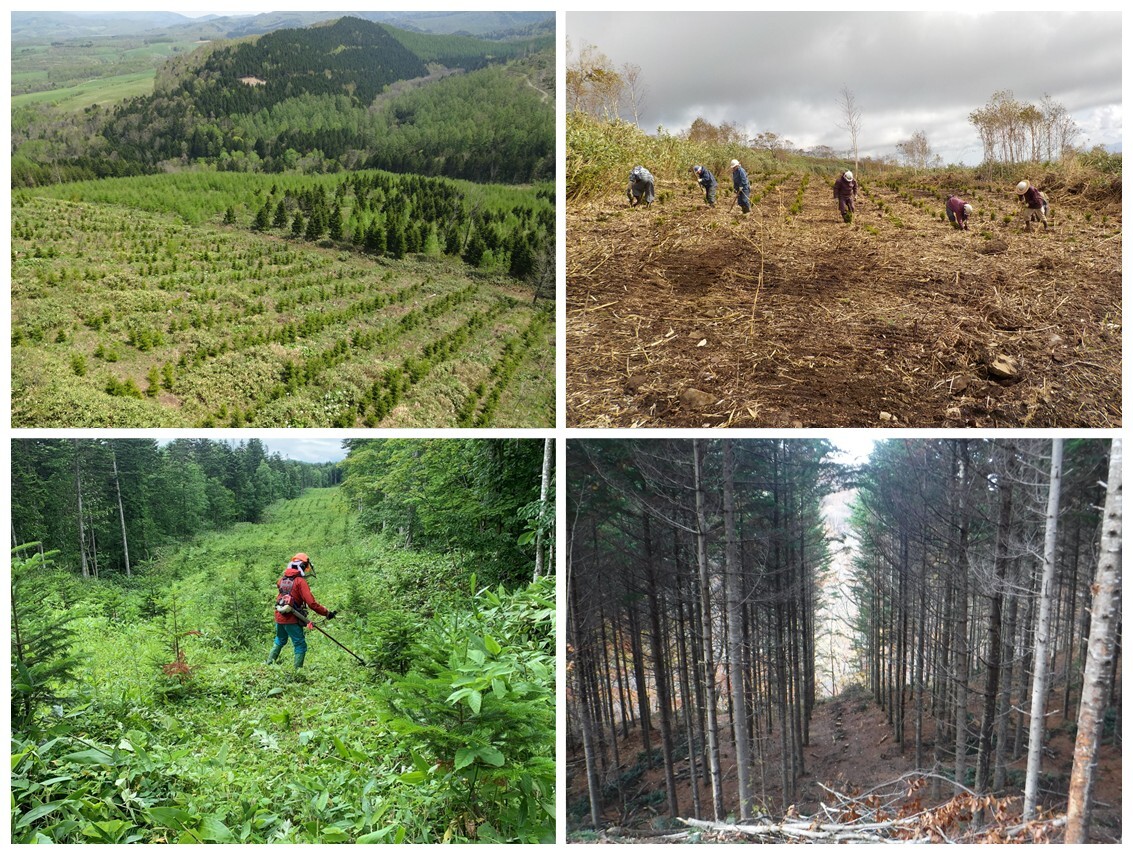 造林(苗木の植栽)と間伐(木の間引き)