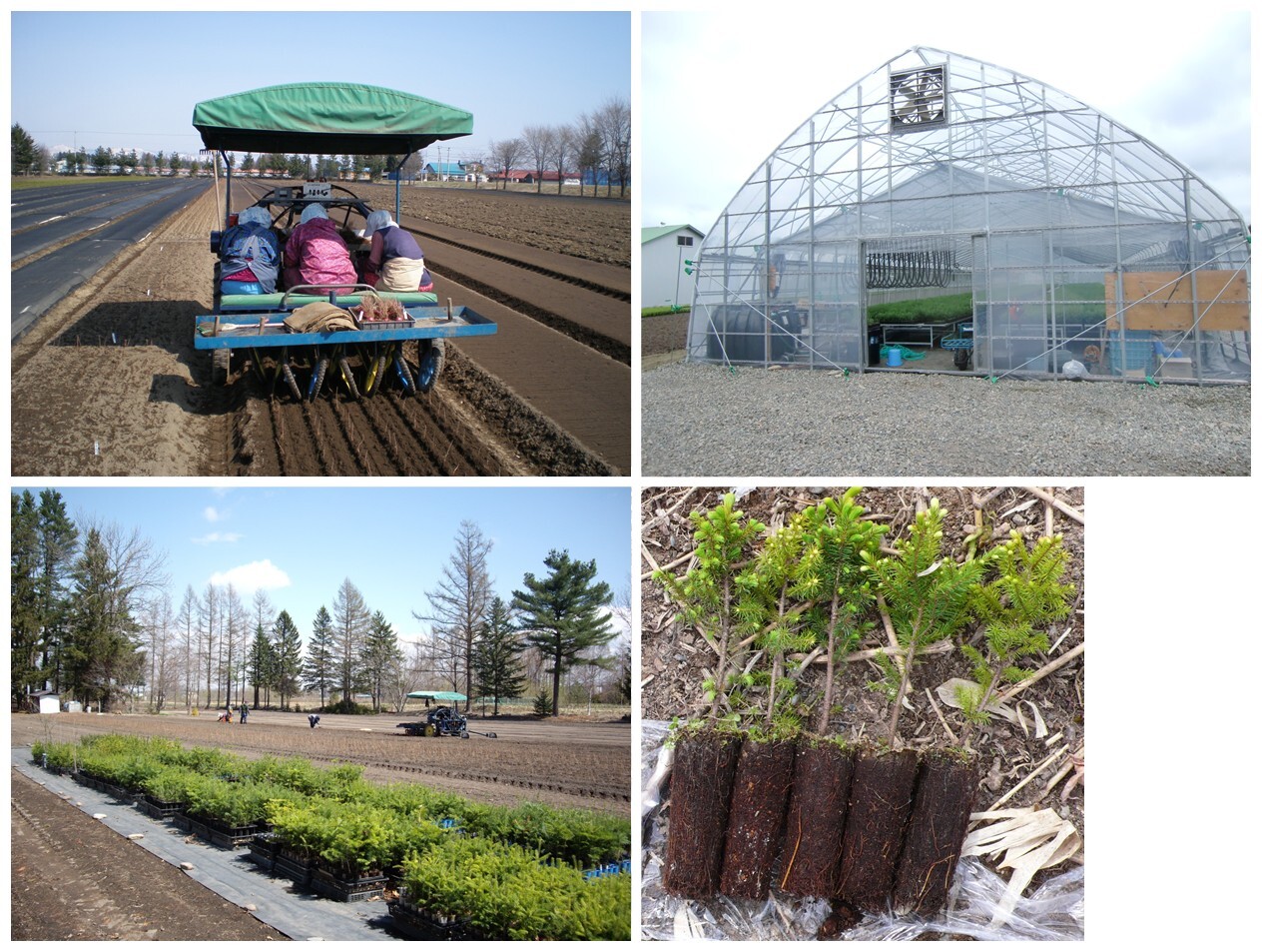 苗木の生産状況