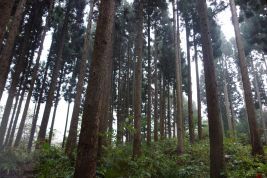 適切に管理されている森林