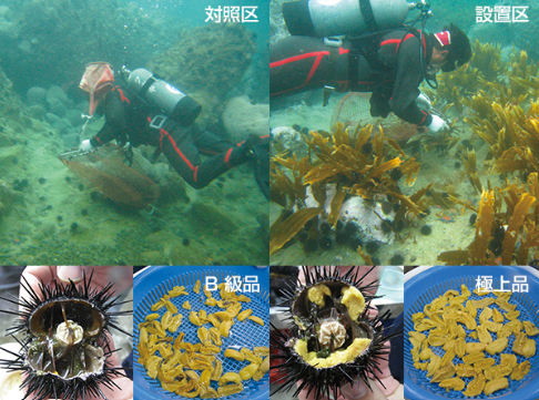 ブルーカーボン創出プロジェクト協議会