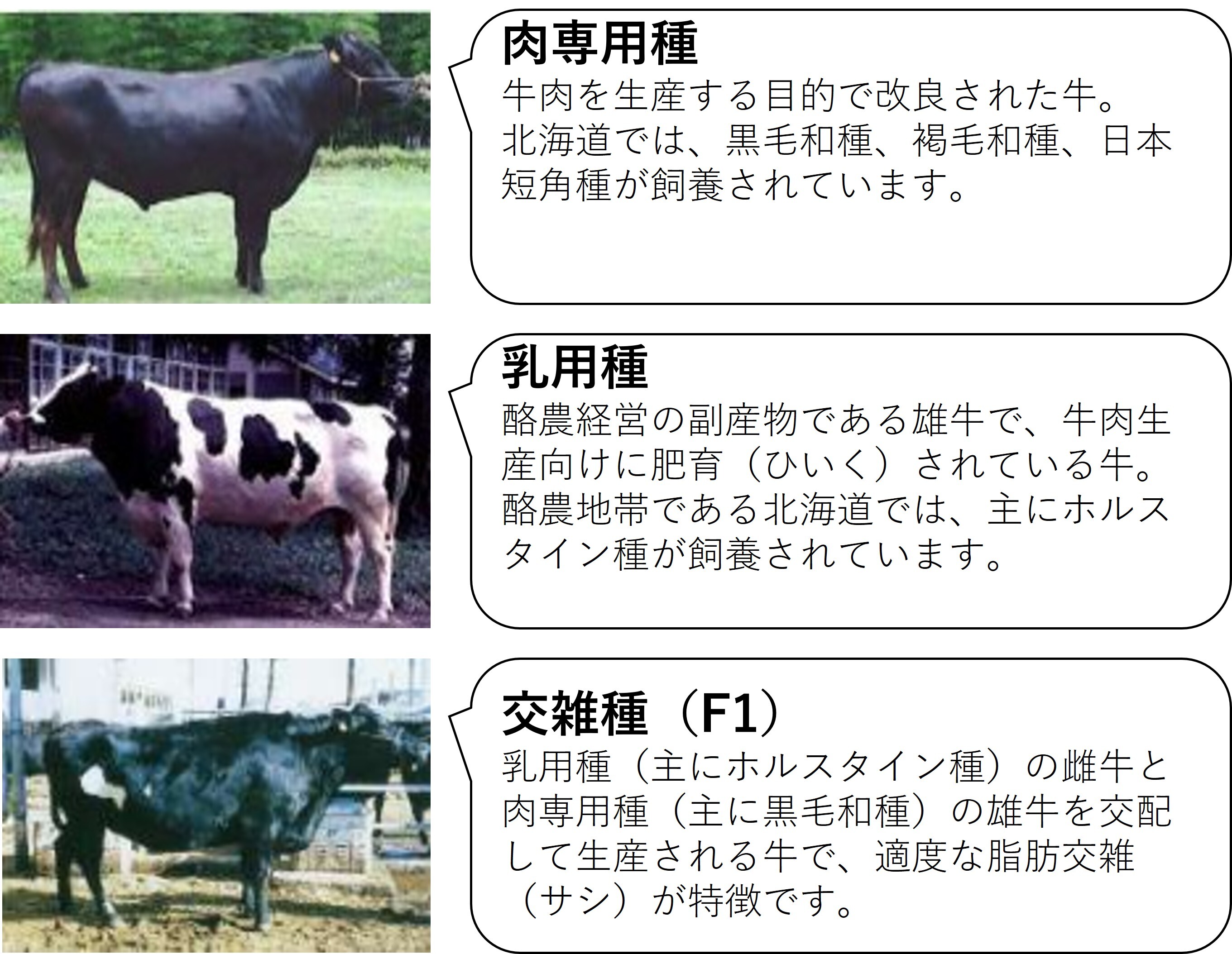 肉用牛の種類