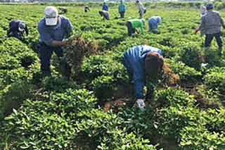 農業体験：落花生