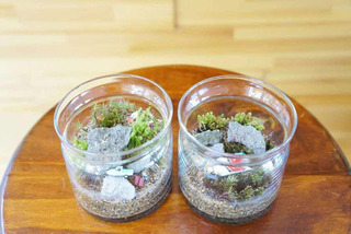 小さな自然を作ってみよう！苔テラリウムづくり