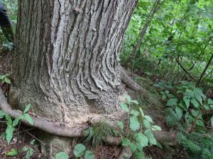 ナラ枯れ被害木の根元にでるフラス