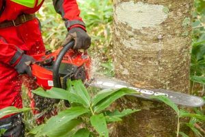 伐倒くん蒸の伐倒作業の様子