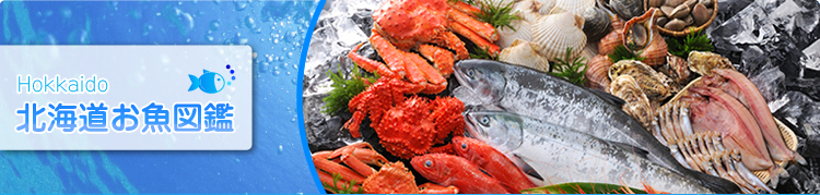 北海道お魚図鑑メイン