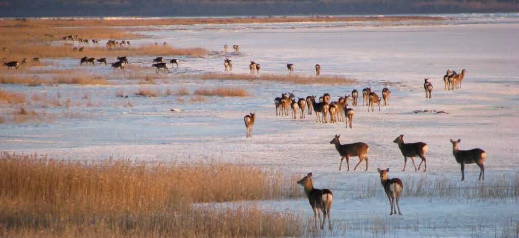 エゾシカ（走古丹）