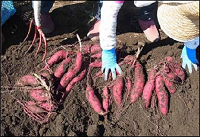 道総研サツマイモ サムネイル.png