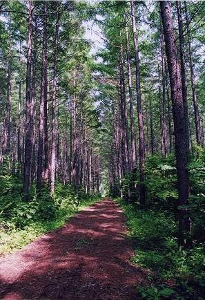 林道　イメージ