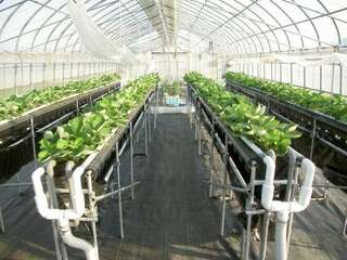 花・野菜センター試験ハウス